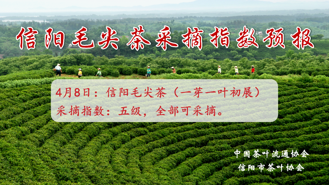 信阳毛尖茶采摘指数预报（不定时更新）