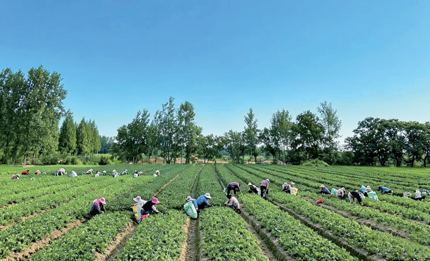 抗病性强、开花早、挂果多！罗山优选草莓品种受市场青睐